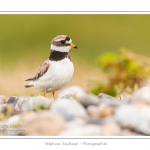 Grand gravelot nichant dans les galets au hÃ¢ble d'Ault. Le nid est une simple cavitÃ© dans les galets et abrite deux oeufs. Saison : Ã©tÃ© - Lieu : Le HÃ¢ble d'Ault, Baie de Somme,Ault, Cayeux-sur-mer,Somme, Picardie, France