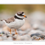 Grand gravelot nichant dans les galets au hÃ¢ble d'Ault. Le nid est une simple cavitÃ© dans les galets et abrite deux oeufs. Saison : Ã©tÃ© - Lieu : Le HÃ¢ble d'Ault, Baie de Somme,Ault, Cayeux-sur-mer,Somme, Picardie, France