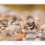 Grand gravelot nichant dans les galets au hÃ¢ble d'Ault. Le nid est une simple cavitÃ© dans les galets et abrite deux oeufs. Saison : Ã©tÃ© - Lieu : Le HÃ¢ble d'Ault, Baie de Somme,Ault, Cayeux-sur-mer,Somme, Picardie, France