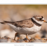 Grand gravelot nichant dans les galets au hÃ¢ble d'Ault. Le nid est une simple cavitÃ© dans les galets et abrite deux oeufs. Saison : Ã©tÃ© - Lieu : Le HÃ¢ble d'Ault, Baie de Somme,Ault, Cayeux-sur-mer,Somme, Picardie, France