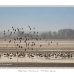 Saison : Ã©tÃ© - Lieu : Banc de l'Illette, Baie de Somme, RÃ©serve naturelle, Somme, Picardie, France