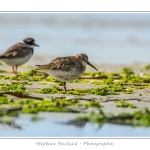 Saison : Ã©tÃ© - Lieu : Banc de l'Illette, Baie de Somme, RÃ©serve naturelle, Somme, Picardie, France