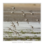 Saison : Ã©tÃ© - Lieu : Banc de l'Illette, Baie de Somme, RÃ©serve naturelle, Somme, Picardie, France
