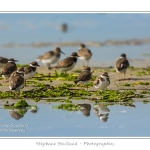 Saison : Ã©tÃ© - Lieu : Banc de l'Illette, Baie de Somme, RÃ©serve naturelle, Somme, Picardie, France