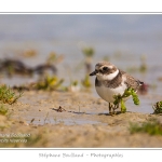 Saison : Ã©tÃ© - Lieu : Banc de l'Illette, Baie de Somme, RÃ©serve naturelle, Somme, Picardie, France