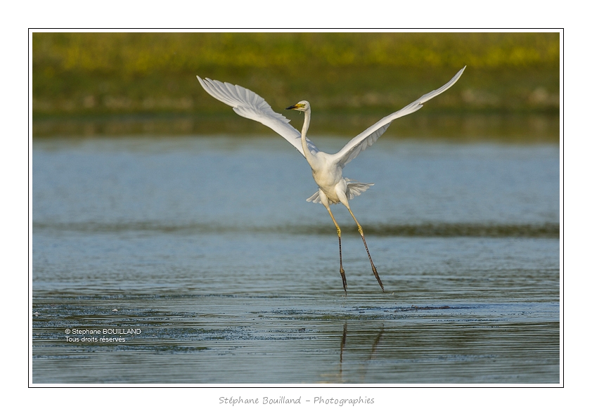Grande_Aigrette_16_06_2015_146-BorderMaker