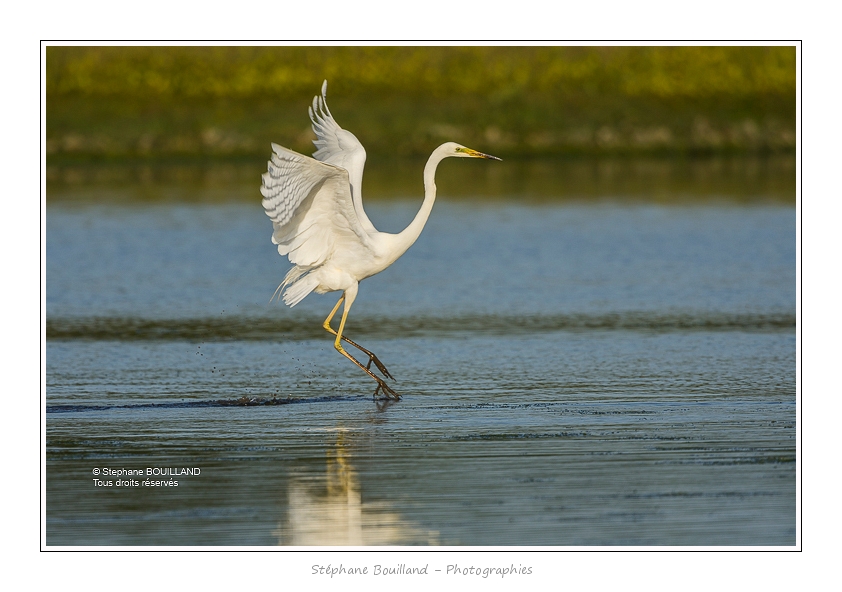 Grande_Aigrette_16_06_2015_156-BorderMaker