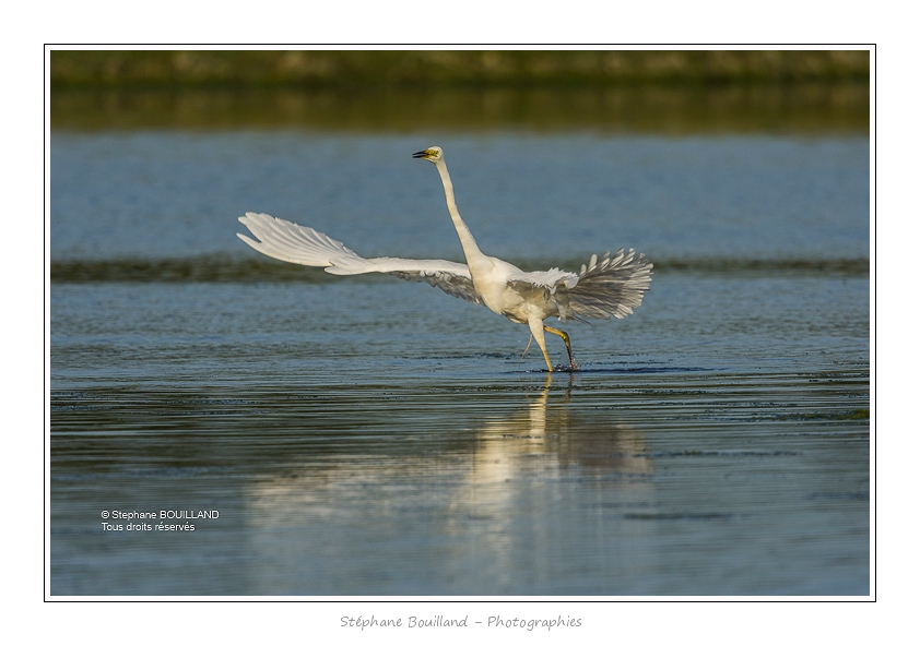 Grande_Aigrette_16_06_2015_161-BorderMaker