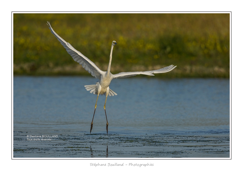 Grande_Aigrette_16_06_2015_191-BorderMaker