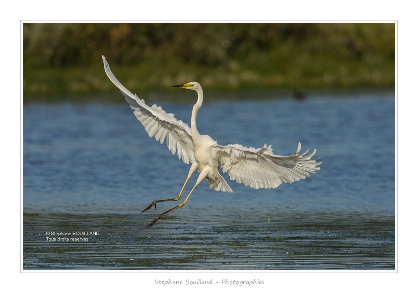 Grande_Aigrette_16_06_2015_211-BorderMaker
