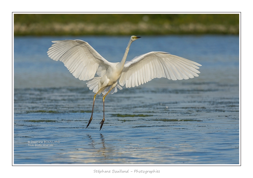 Grande_Aigrette_16_06_2015_235-BorderMaker