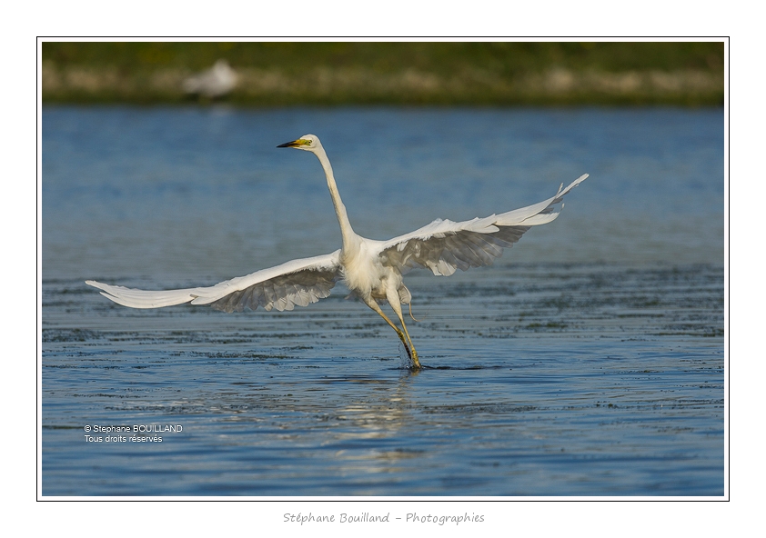 Grande_Aigrette_16_06_2015_251-BorderMaker
