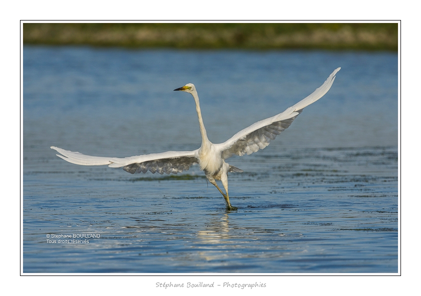 Grande_Aigrette_16_06_2015_255-BorderMaker