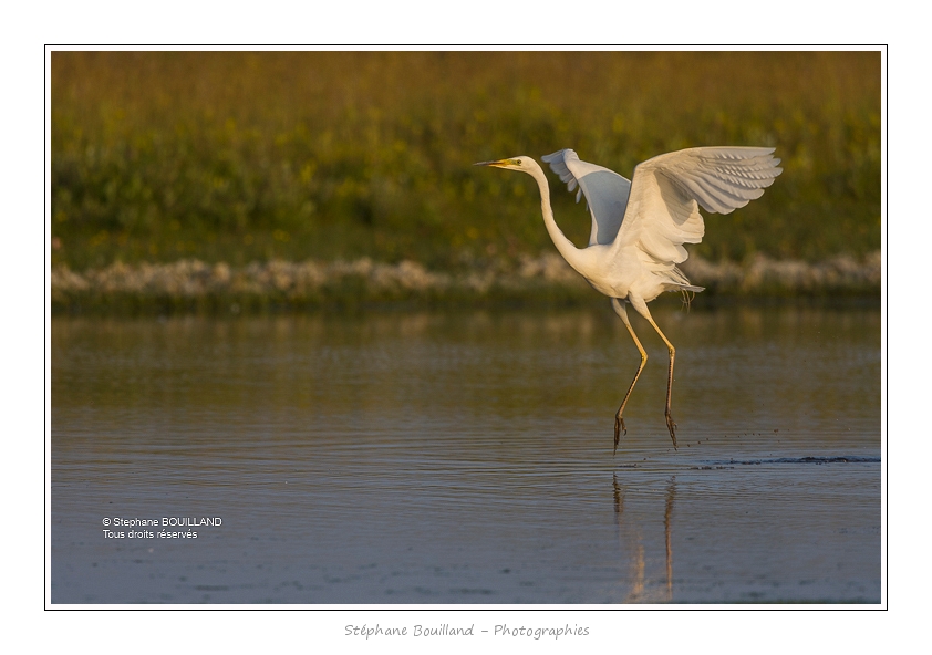 Grande_Aigrette_17_06_2015_018-BorderMaker