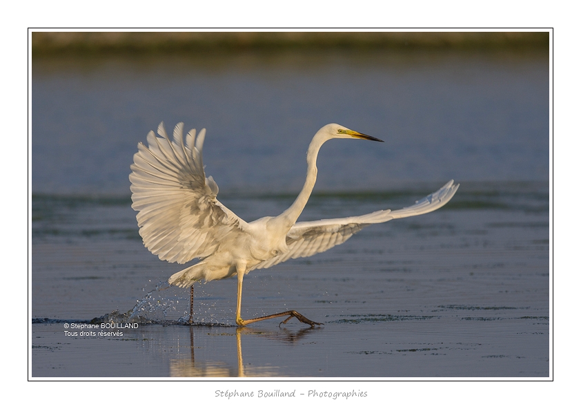 Grande_Aigrette_17_06_2015_043-BorderMaker