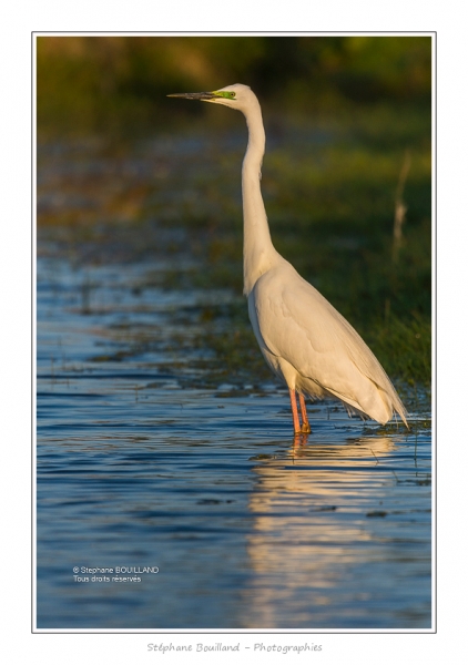 Grande_Aigrette_18_04_2015_4-BorderMaker