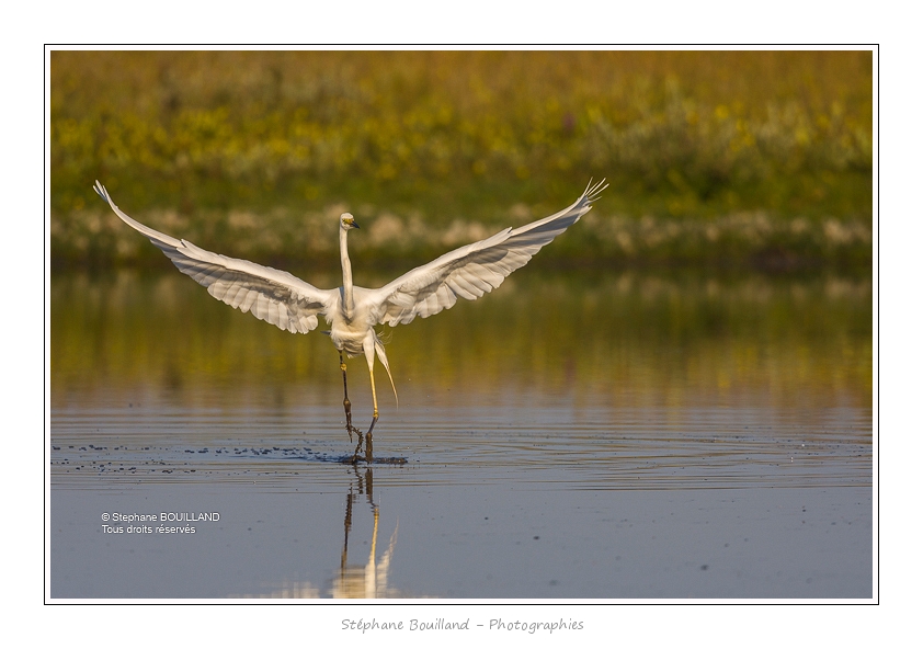 Grande_Aigrette_24_06_2015_63-BorderMaker