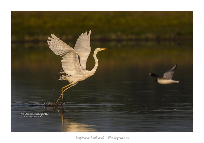 Grande_Aigrette_24_06_2015_8-BorderMaker
