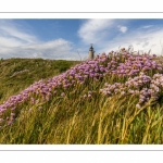 Arméries maritimes (Armeria maritima ou gazon d'Espagne) en fleurs au cap Gris-Nez