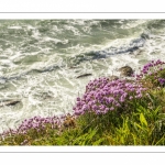 Arméries maritimes (Armeria maritima ou gazon d'Espagne) en fleurs au cap Gris-Nez