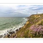 Arméries maritimes (Armeria maritima ou gazon d'Espagne) en fleurs au cap Gris-Nez