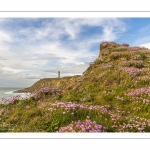 Arméries maritimes (Armeria maritima ou gazon d'Espagne) en fleurs au cap Gris-Nez