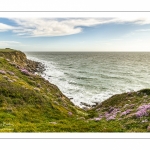 Arméries maritimes (Armeria maritima ou gazon d'Espagne) en fleurs au cap Gris-Nez