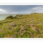 Arméries maritimes (Armeria maritima ou gazon d'Espagne) en fleurs au cap Gris-Nez