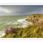 Arméries maritimes (Armeria maritima ou gazon d'Espagne) en fleurs au cap Gris-Nez