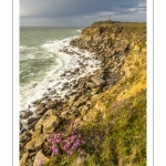 Arméries maritimes (Armeria maritima ou gazon d'Espagne) en fleurs au cap Gris-Nez