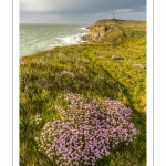 Arméries maritimes (Armeria maritima ou gazon d'Espagne) en fleurs au cap Gris-Nez