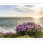 Arméries maritimes (Armeria maritima ou gazon d'Espagne) en fleurs au cap Gris-Nez