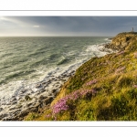 Arméries maritimes (Armeria maritima ou gazon d'Espagne) en fleurs au cap Gris-Nez