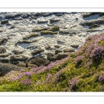 Arméries maritimes (Armeria maritima ou gazon d'Espagne) en fleurs au cap Gris-Nez