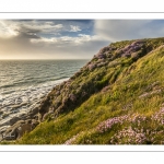 Arméries maritimes (Armeria maritima ou gazon d'Espagne) en fleurs au cap Gris-Nez