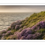 Arméries maritimes (Armeria maritima ou gazon d'Espagne) en fleurs au cap Gris-Nez