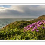 Arméries maritimes (Armeria maritima ou gazon d'Espagne) en fleurs au cap Gris-Nez