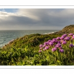Arméries maritimes (Armeria maritima ou gazon d'Espagne) en fleurs au cap Gris-Nez