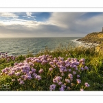 Arméries maritimes (Armeria maritima ou gazon d'Espagne) en fleurs au cap Gris-Nez