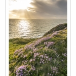 Arméries maritimes (Armeria maritima ou gazon d'Espagne) en fleurs au cap Gris-Nez