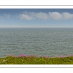 Arméries maritimes (Armeria maritima ou gazon d'Espagne) en fleurs au cap Gris-Nez