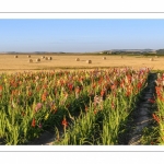 Champ de Glaïeuls (Gladiolus)