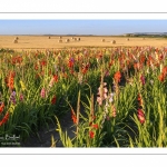 Champ de Glaïeuls (Gladiolus)