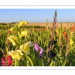 Champ de Glaïeuls (Gladiolus)