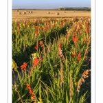 Champ de Glaïeuls (Gladiolus)