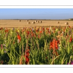 Champ de Glaïeuls (Gladiolus)