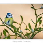 MÃ©sange bleue (Cyanistes caeruleus - Eurasian Blue Tit) sur une branche de gui (Viscum album). Saison : Hiver - Lieu : Marcheville, Somme, Picardie, France