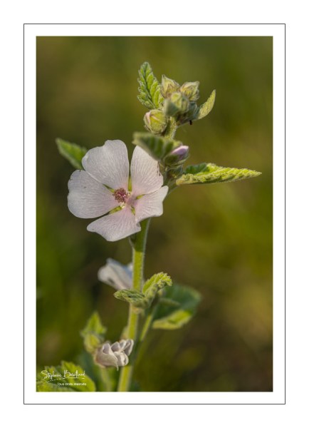 La Guimauve officinale (Althaea officinalis L.), aussi appelée Guimauve sauvage ou Mauve blanche