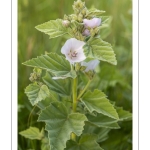 La Guimauve officinale (Althaea officinalis L.), aussi appelée Guimauve sauvage ou Mauve blanche