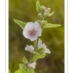 La Guimauve officinale (Althaea officinalis L.), aussi appelée Guimauve sauvage ou Mauve blanche